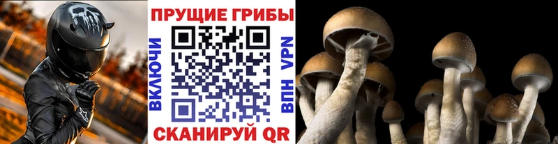 Псилоцибиновые грибы Magic Shrooms  Купить где  Полтавская 